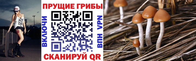 где найти наркотики  Котельники  OMG ONION  Псилоцибиновые грибы ЛСД 